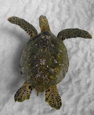 West Side Shadows...yes I like the Honu aka Hawaiian Gree... by Glenn Poulain 