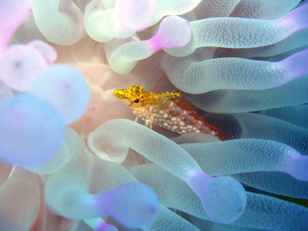 Diamond Blenny at Turtle Reef, Grand Cayman, using Canon ... by Brian Mayes 
