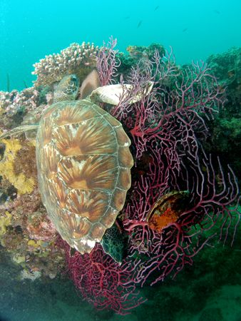 Ningaloo reef Turtle. It was Unusual to see a turtle rest... by Brad Cox 