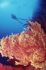 Red and cameleon gorgones at 35m on the UW cliff of Caram... by Jean-claude Zaveroni 