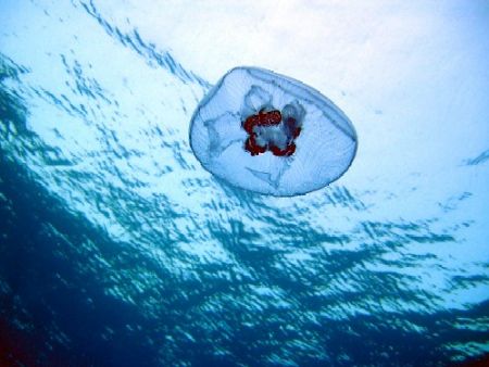 jellyfish, red sea by Gordana Zdjelar 
