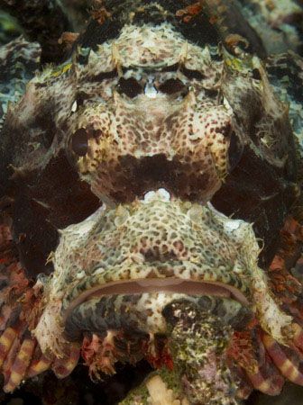 'Portrait' from PNG. Taken with Olympus E-20 in Titan hou... by Istvan Juhasz 