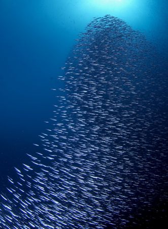 Baitball, Indonesia.
D70 by Rand McMeins 