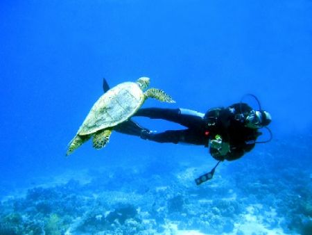 Red Sea, Egypt, May 2005 by Gordana Zdjelar 