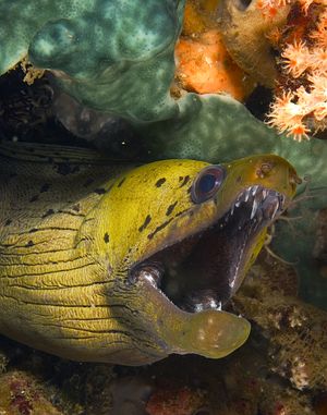 Canon Digital Rebel. Shot taken in North Sulawesi, Indone... by Todd Mintz 