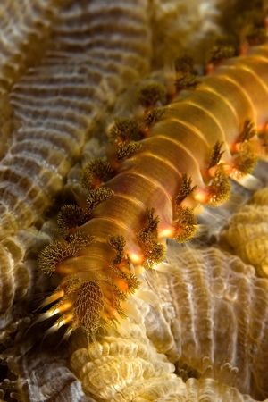 A little glory for the common fireworm by Karl Dietz 