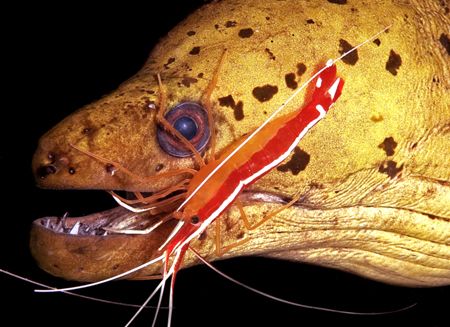 Eel and friend.
North Sulawesi, Indodnesia
Nikon,D70 by Rand McMeins 