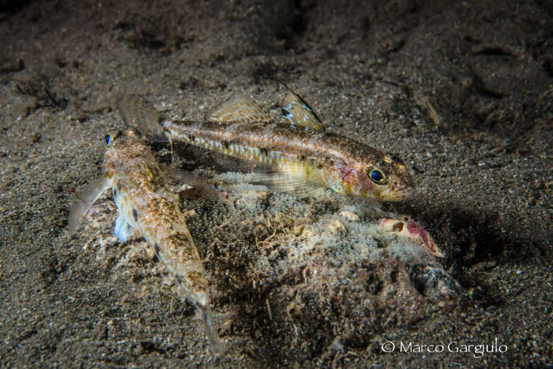 Don't touch my babies! by Marco Gargiulo 