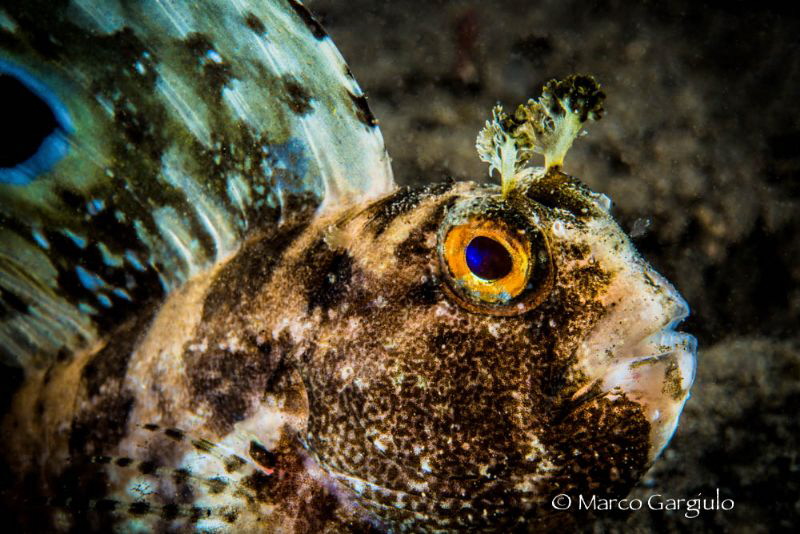 Blenny by Marco Gargiulo 