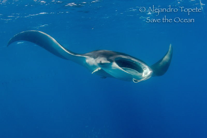 Great Manta Ray, Isla Contoy Mexico by Alejandro Topete 