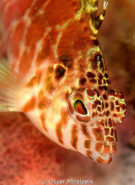 hawkfish by Oscar Miralpeix 