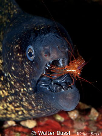 cleaning by Walter Bassi 