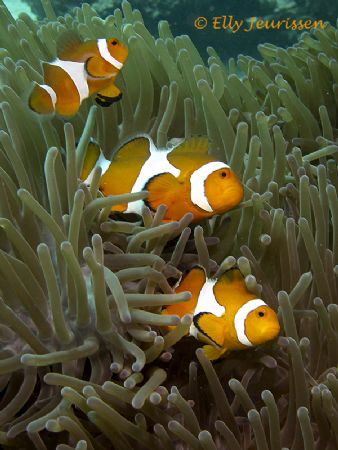 A happy trio of Nemos @ Malapascua, Philippines 2013
Can... by Elly Jeurissen 