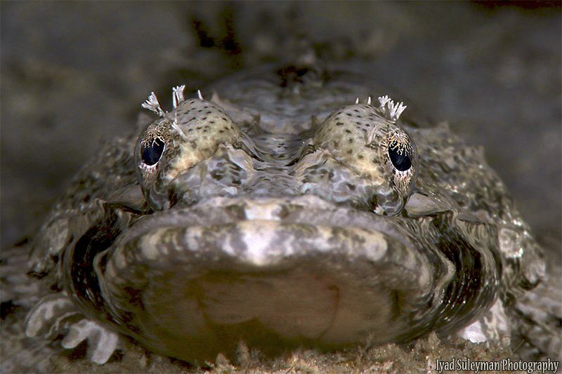 Crocodile Fish by Iyad Suleyman 