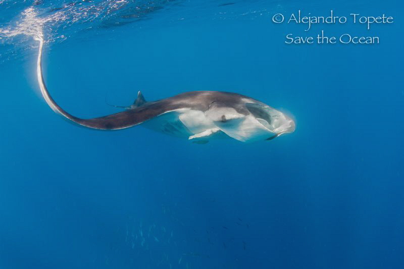 Manta Ray with Sardines, Isla Contoy Mexico by Alejandro Topete 