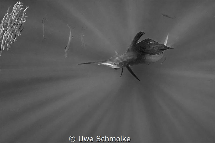 Out of the dark by Uwe Schmolke 
