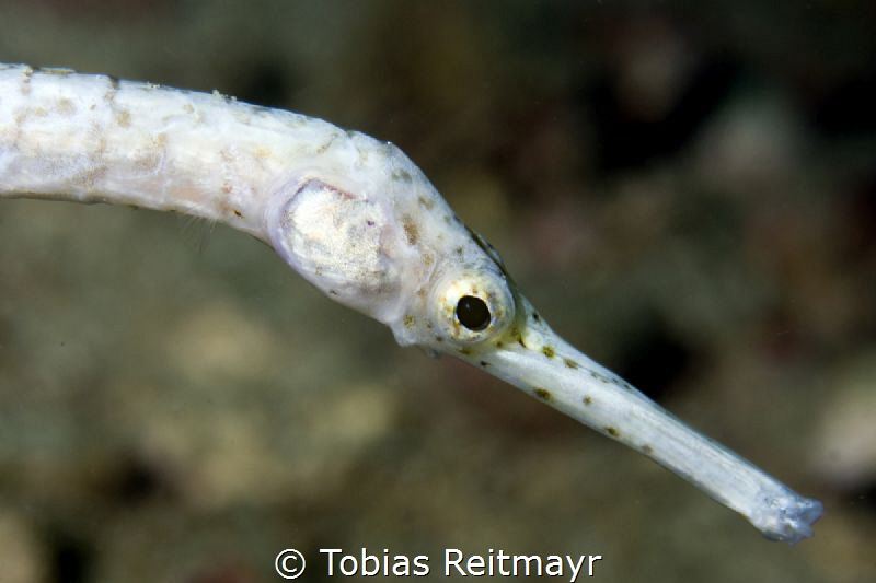 Pipefish, Palong North,Phi Phi Ley by Tobias Reitmayr 