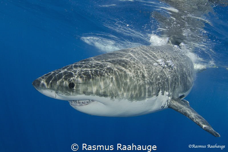 Great white shark by Rasmus Raahauge 