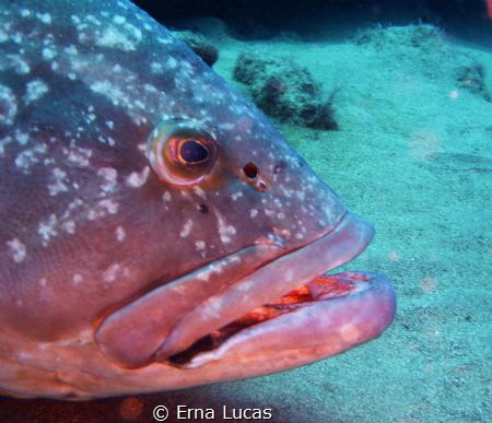 Felix -a frouper of extraordinary size
 full time  profe... by Erna Lucas 