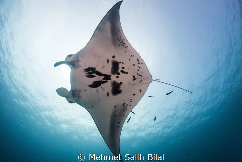 Manta Sandy, Raja Ampat. by Mehmet Salih Bilal 
