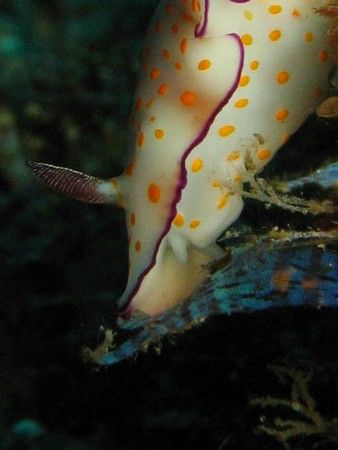 hmmmm.. who needs mcdonalds when you have hydroids? ANOTH... by Reeza Mohd Rosli 