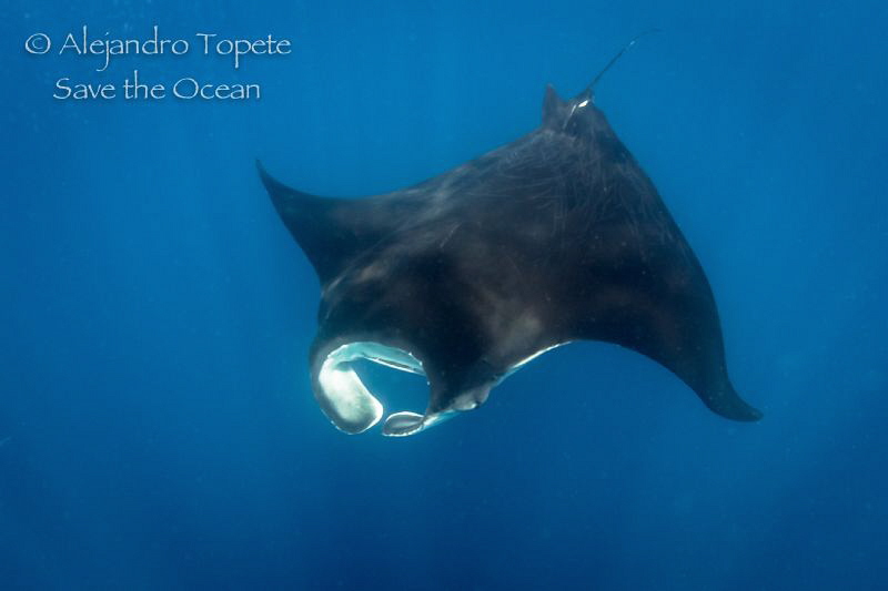 Black Manta Ray, Isla Contoy Mexico by Alejandro Topete 