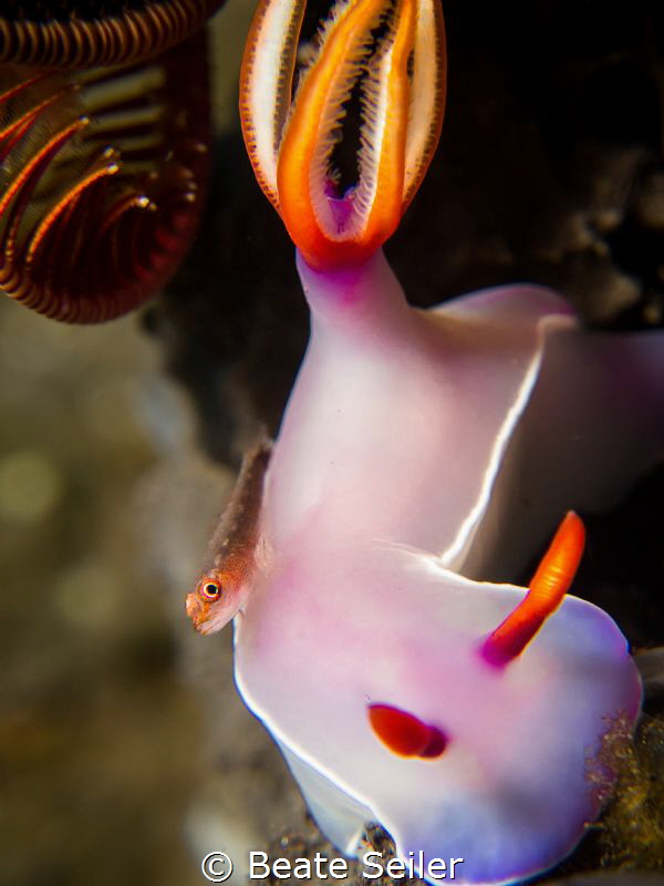 Super macro on a Bulocki by Beate Seiler 