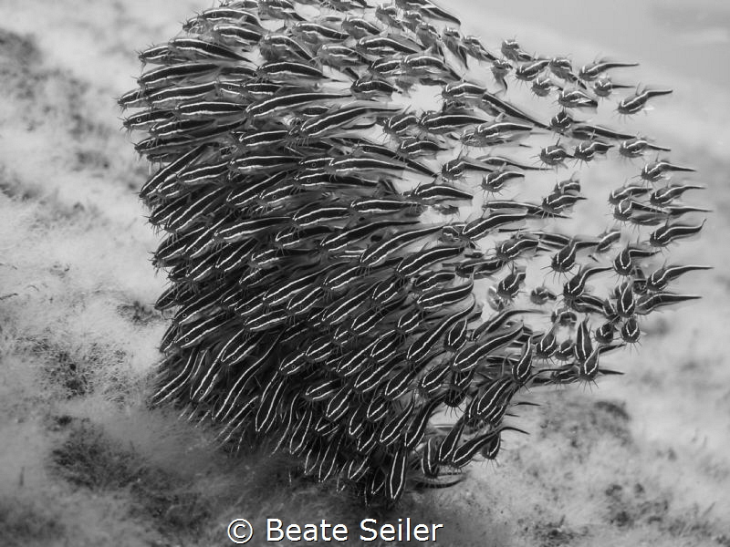 Catfish b/w by Beate Seiler 