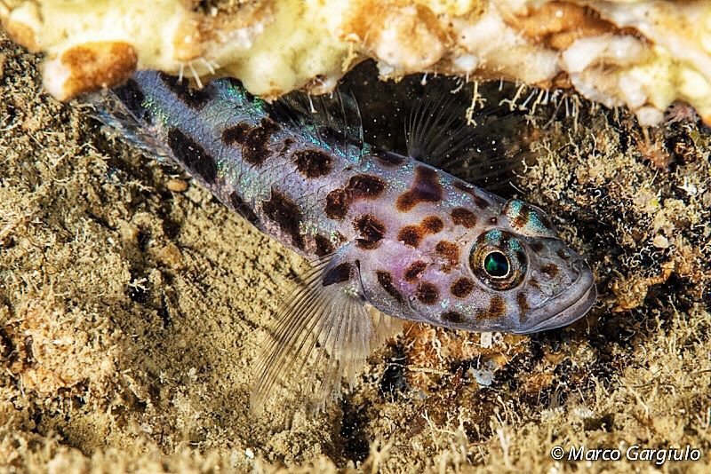 Leopard Goby, Mitigliano Cave by Marco Gargiulo 
