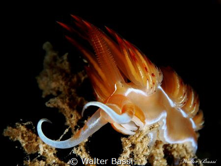 Dondice banyulensis by Walter Bassi 