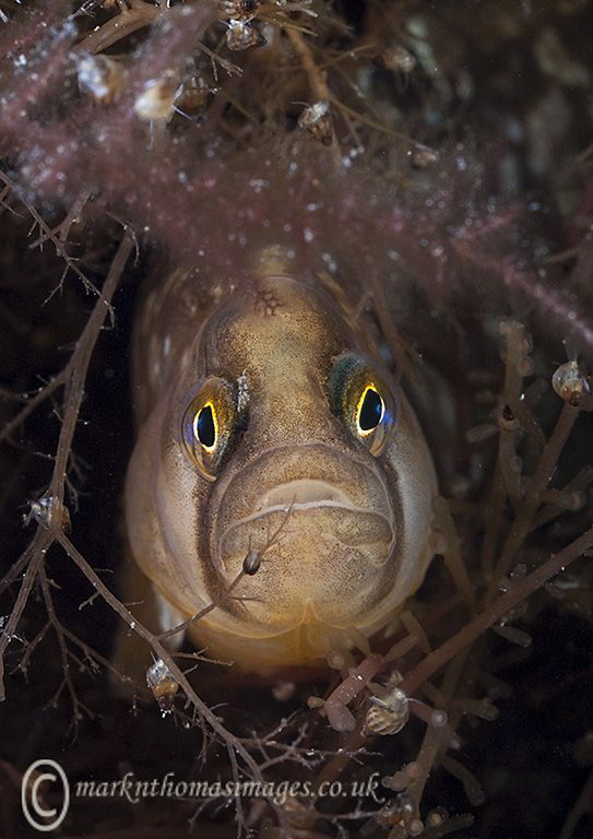Butterfish.
Trefor Pier, N. Wales. by Mark Thomas 