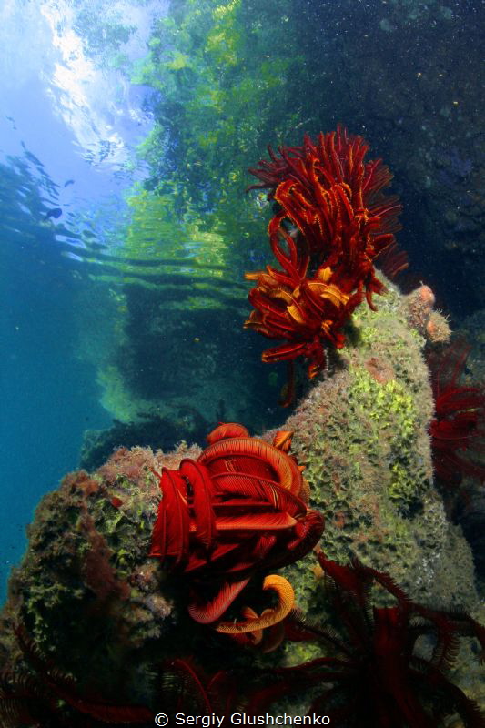 Raja Ampat by Sergiy Glushchenko 