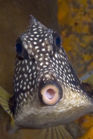 Cozumel Trunkfish by Karl Dietz 