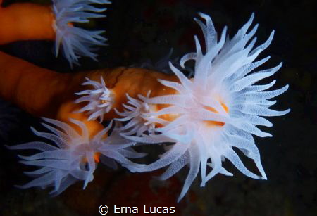 Hidden patterns in orange coral by Erna Lucas 