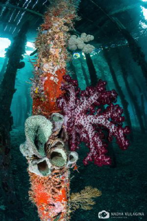 Under the Jetty by Nadya Kulagina 