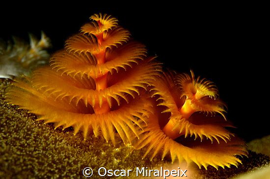 hardcoral tubeworms by Oscar Miralpeix 