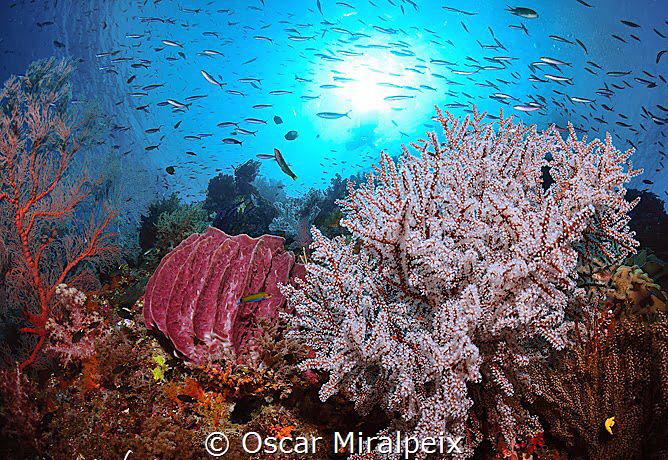 in raja ampat by Oscar Miralpeix 