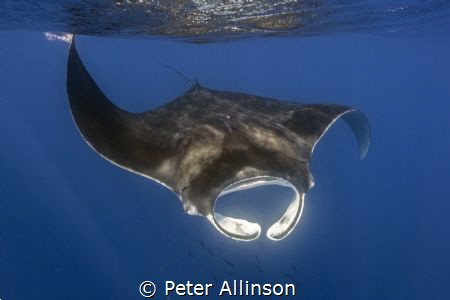 Manta swimming off the coast of Isal Mujeres by Peter Allinson 