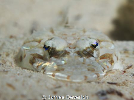 Manado Flat nose Crocodile Fish(I think) by James Deverich 
