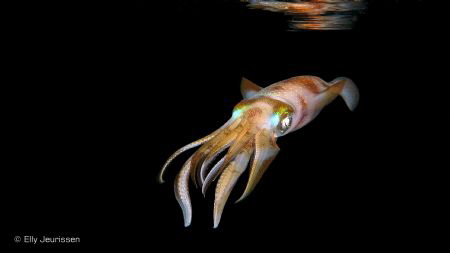 Close to the surface... by Elly Jeurissen 