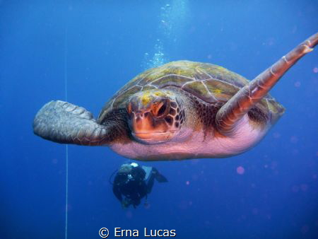 The "old" man and the sea - passion, passionate, the sens... by Erna Lucas 