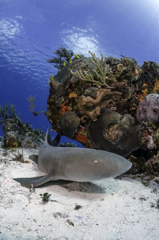 Nurse Shark, Cozumel by Cyril Buchet 