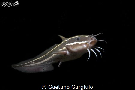 using a twin YS250 pro with snoots I achieved the full be... by Gaetano Gargiulo 