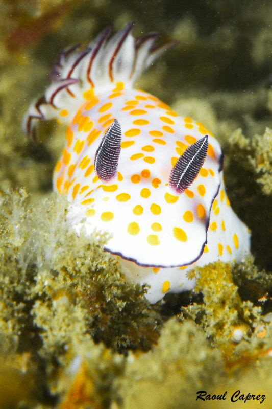 Risbecia pulchella by Raoul Caprez 