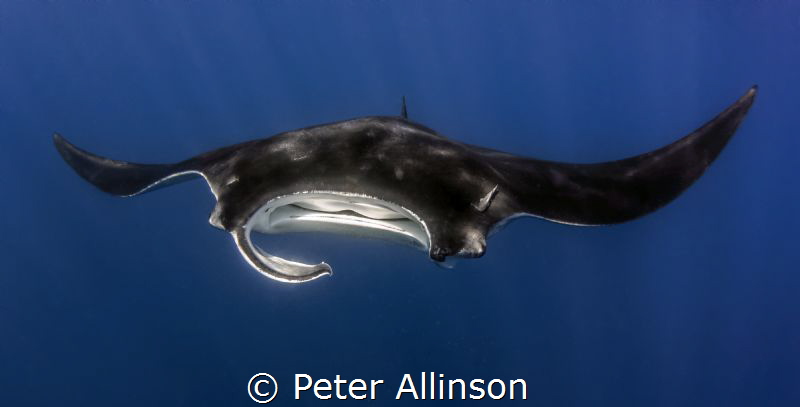 Manta off the coast of isla mujeres by Peter Allinson 