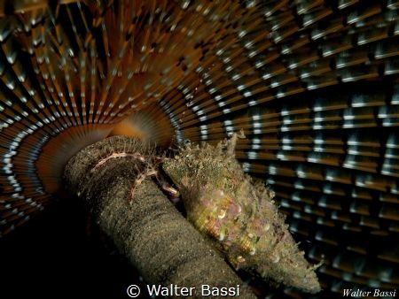 Undercover by Walter Bassi 