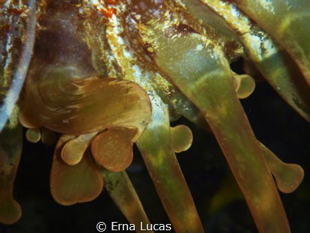 Anemonic twists by Erna Lucas 