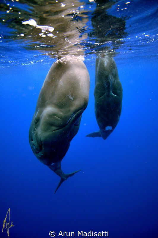 Saying hello. (taken under permit) by Arun Madisetti 