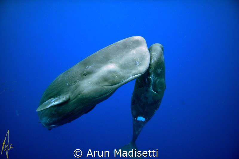 Is this my good side? Great day on the water today 010314... by Arun Madisetti 