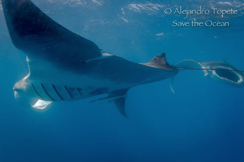 Two Manta Rays in a row, Isla Contoy Mexico by Alejandro Topete 